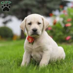 Beth, Yellow Labrador Retriever Puppy